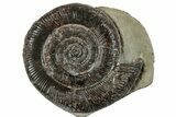 Jurassic Ammonite (Dactylioceras) Fossil - England #279539-1